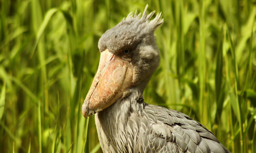 Shoebill Stork Visit at Mabamba Wetland