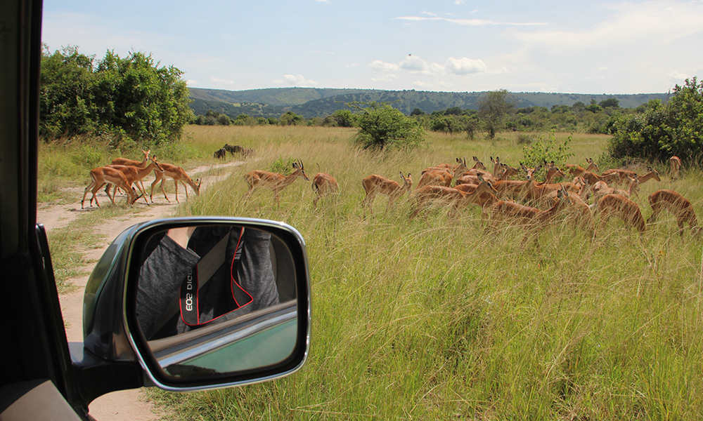 game drive in akagera