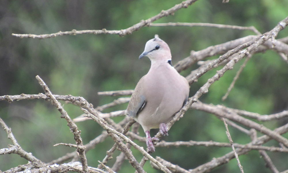 bird watching in Rwanda