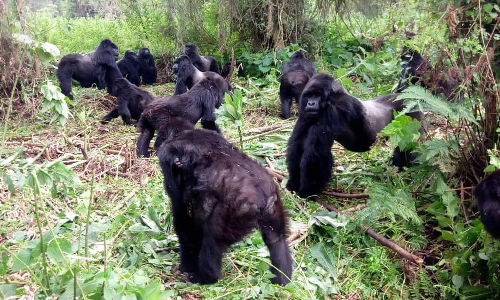 Gorilla Naming Ceremony