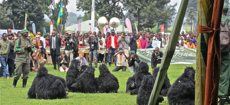 Gorilla Naming Ceremony