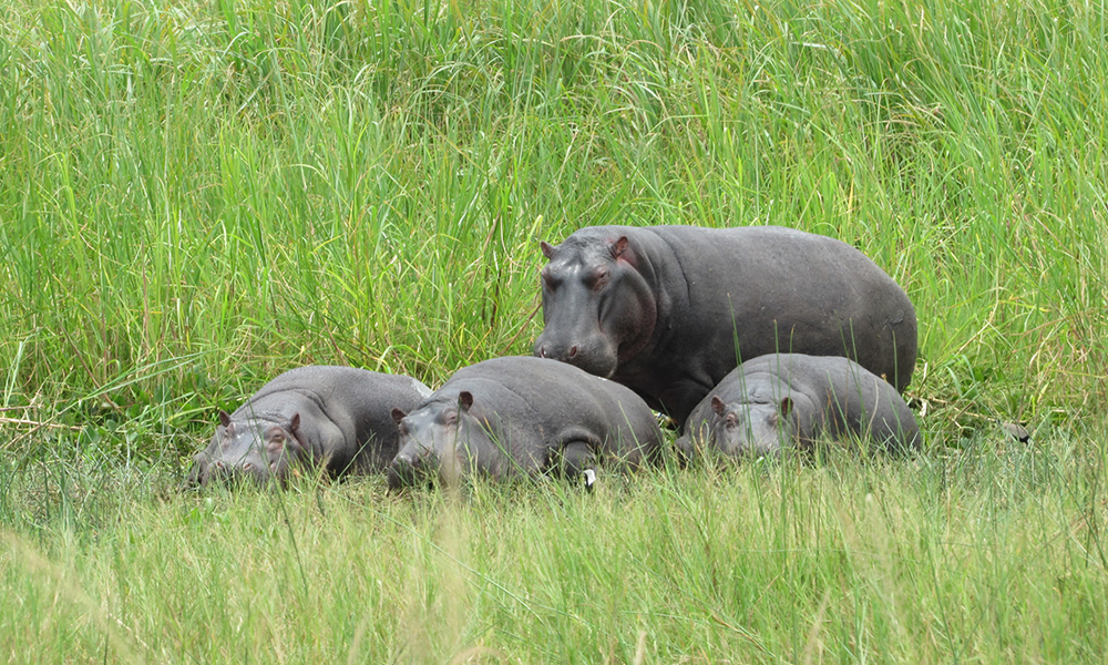 hippos in Rwanda