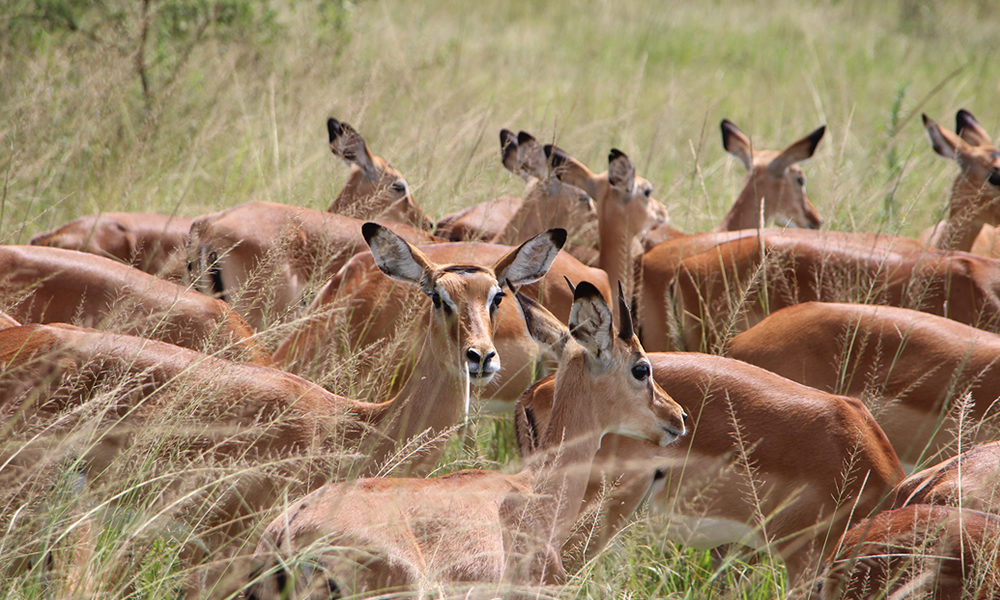 Big 5 Animals in Akagera National Park