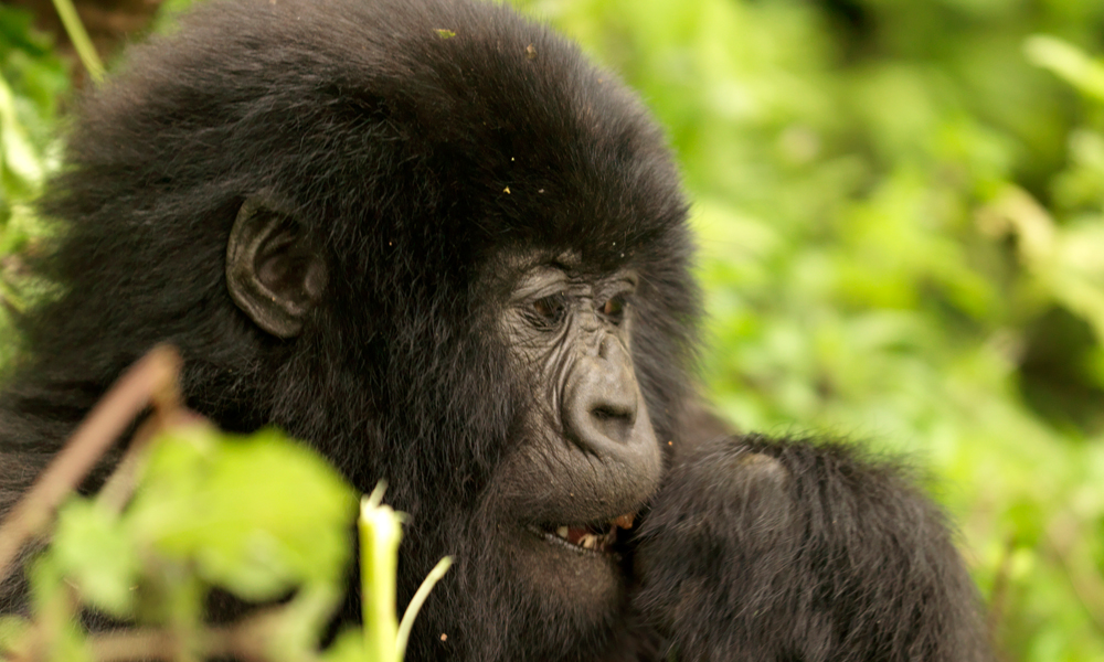 Gorilla Trekking in Rwanda