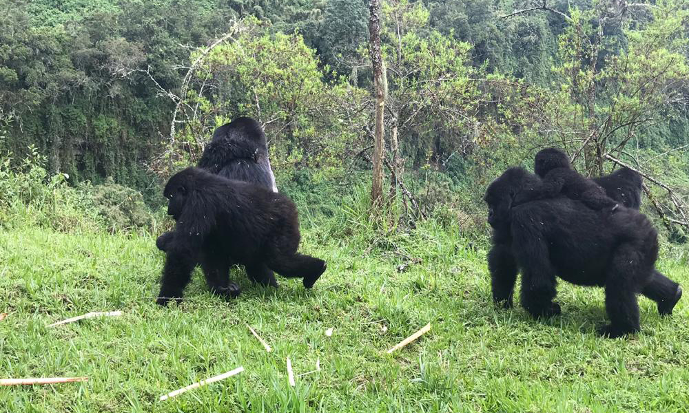 Gorilla Trekking in Rwanda