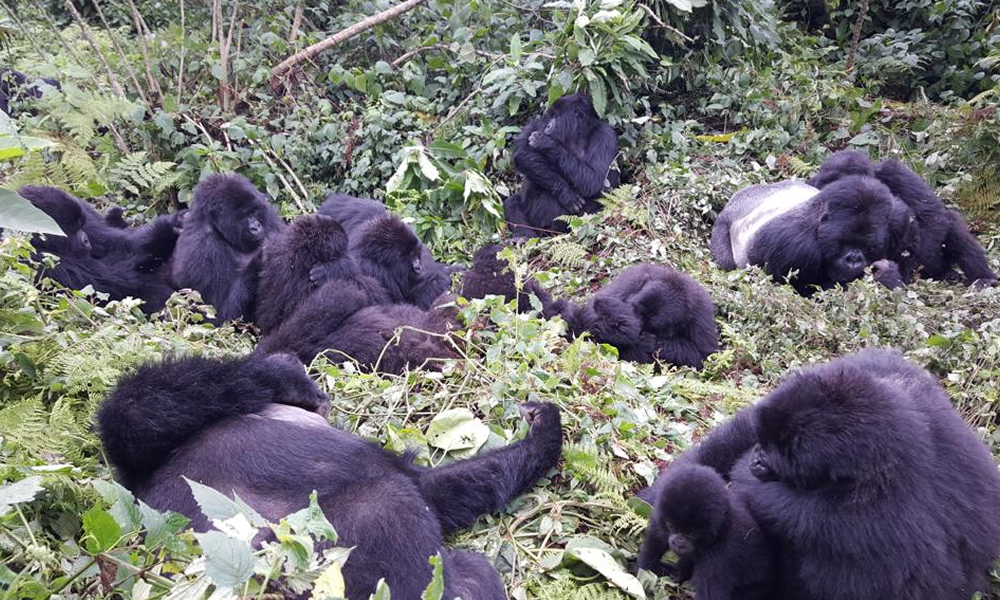 Trekking Gorillas in Rwanda