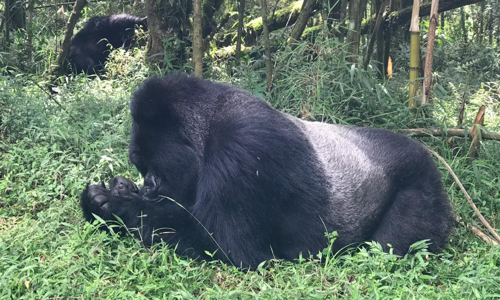 silverback in Rwanda