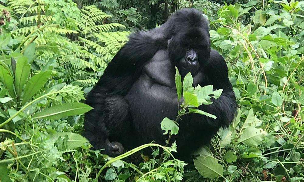 Trekking Gorillas in Rwanda