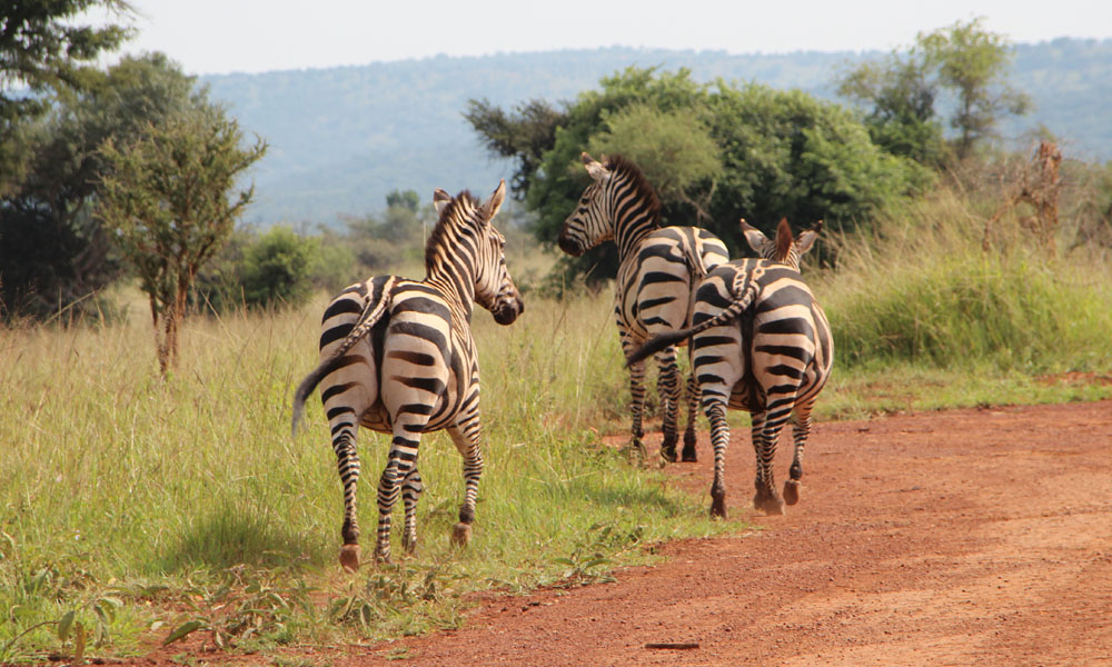 A visit to Akagera National Park