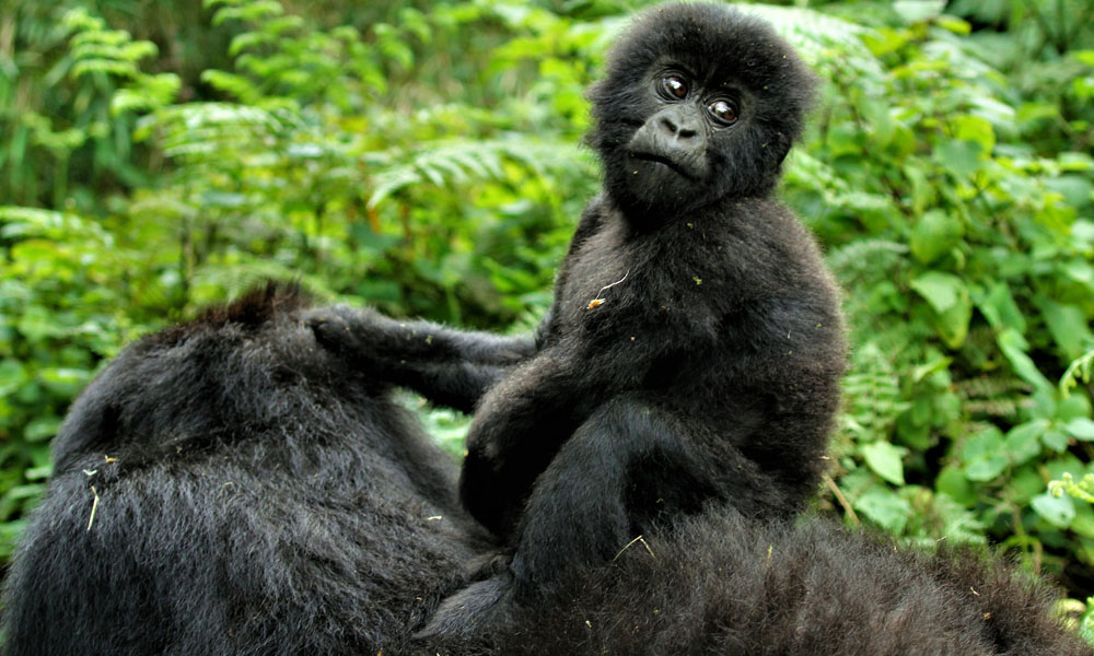 How To Secure a Rwanda Gorilla Permit