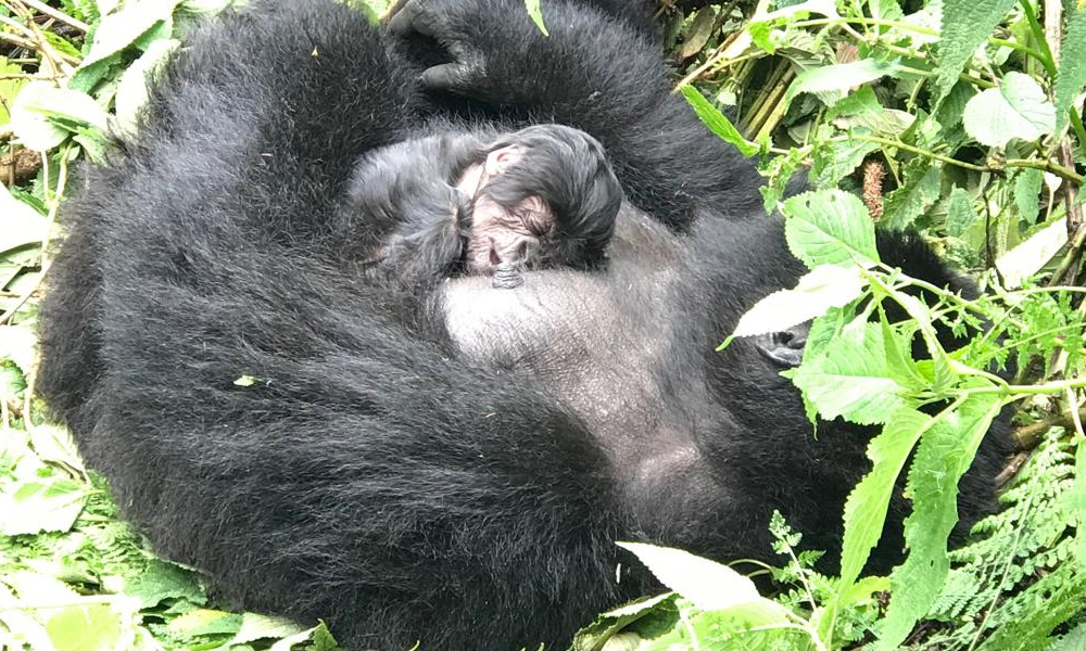 baby gorilla in Rwanda