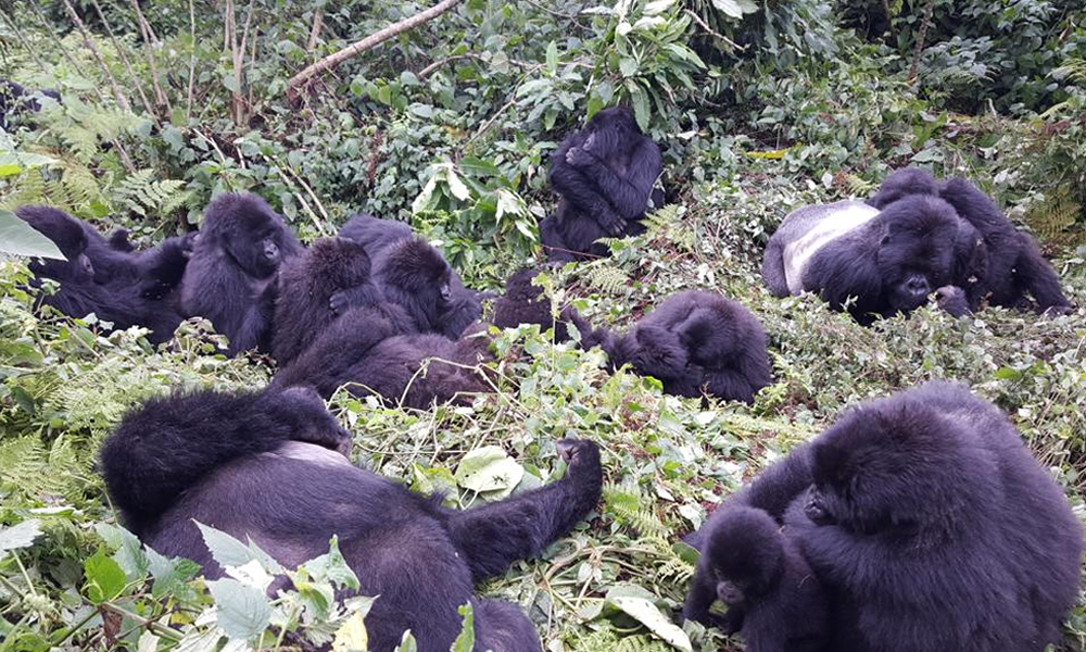 Rwanda Gorilla Trekking Adventure