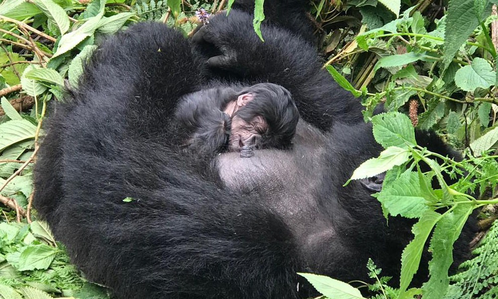 How To Secure a Rwanda Gorilla Permit