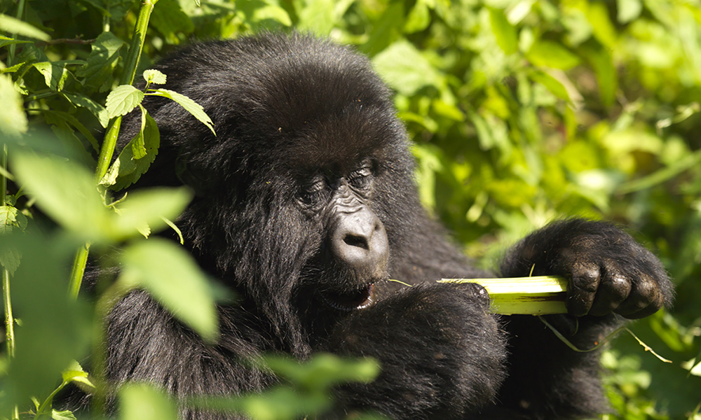 Facts About Mountain Gorillas