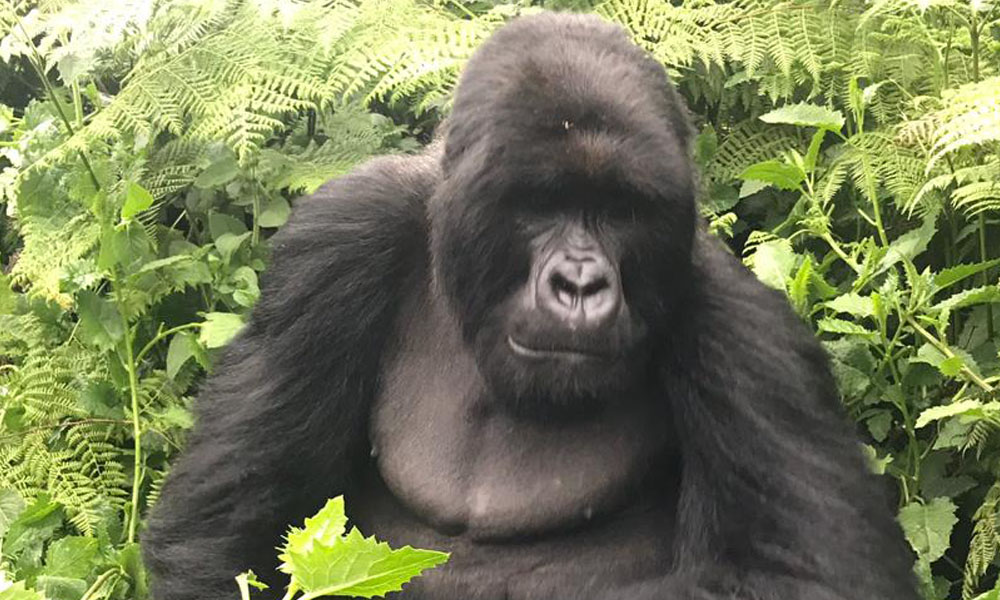 gorilla feeding