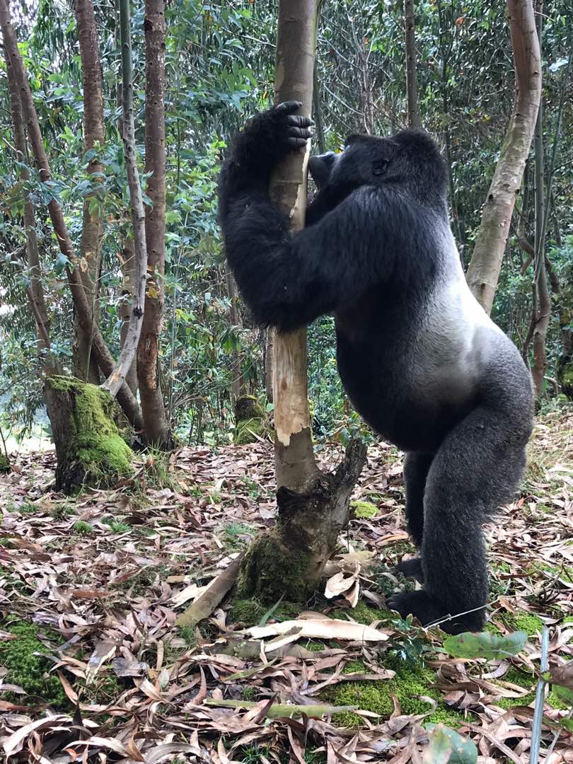 silverback standing