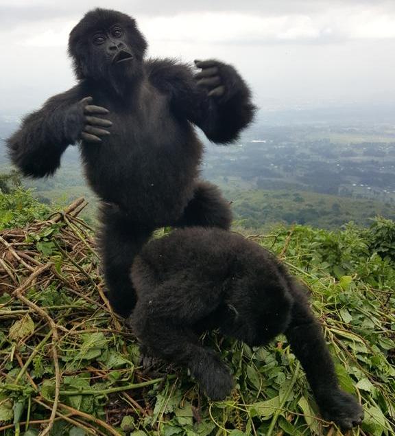 budget gorilla trekking