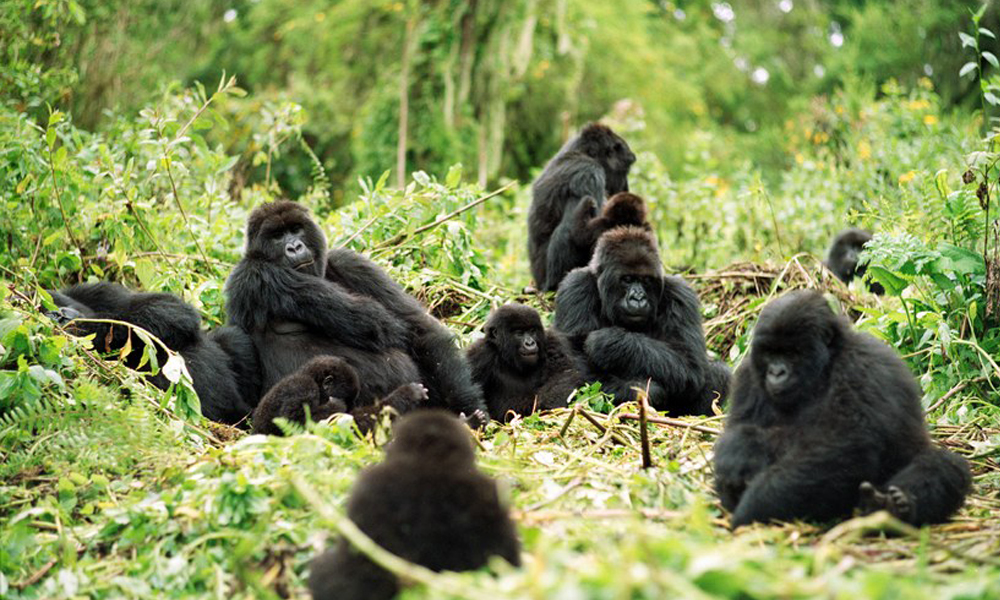 Choosing to Trek Gorillas Either in Uganda or Rwanda