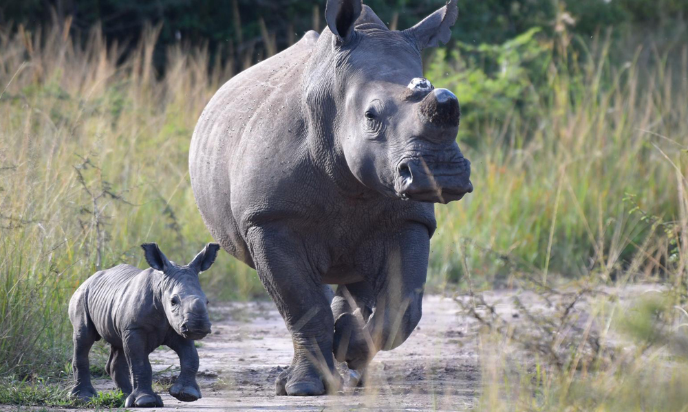 rhinos in Rwanda