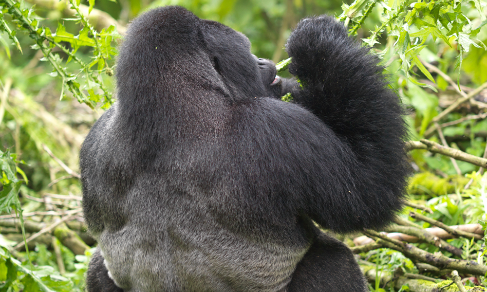 Choosing to Trek Gorillas Either in Uganda or Rwanda