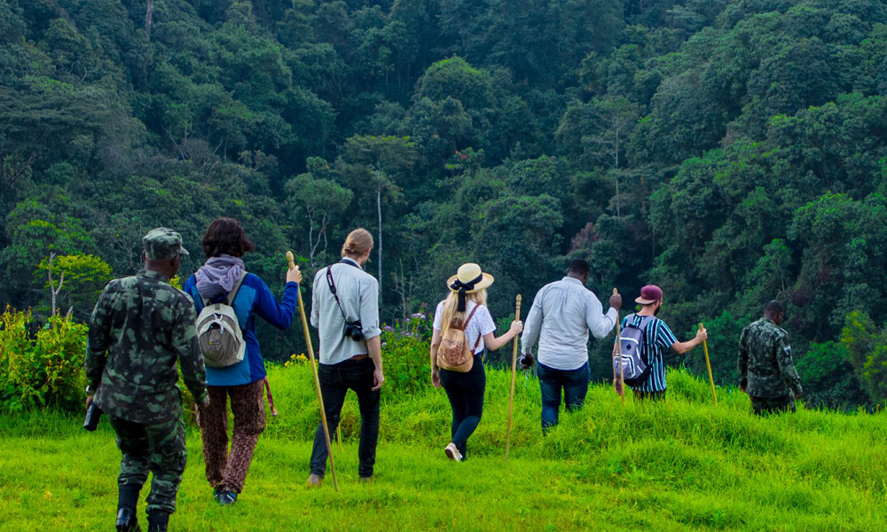 trekking gorillas in Rwanda