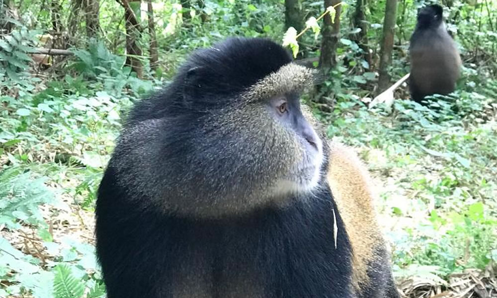 Golden Monkey Trekking in The Volcanoes National Park