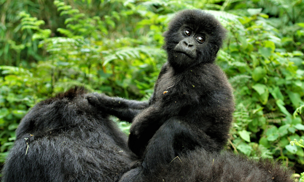 Mountain Gorilla Conservation