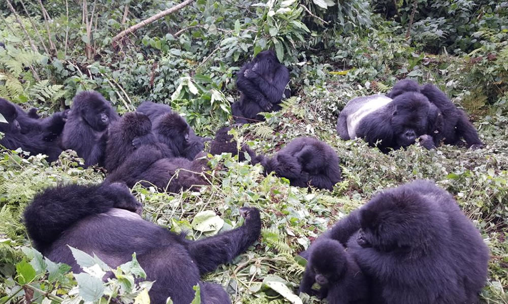 Gorilla Families in Rwanda's Volcanoes National Park