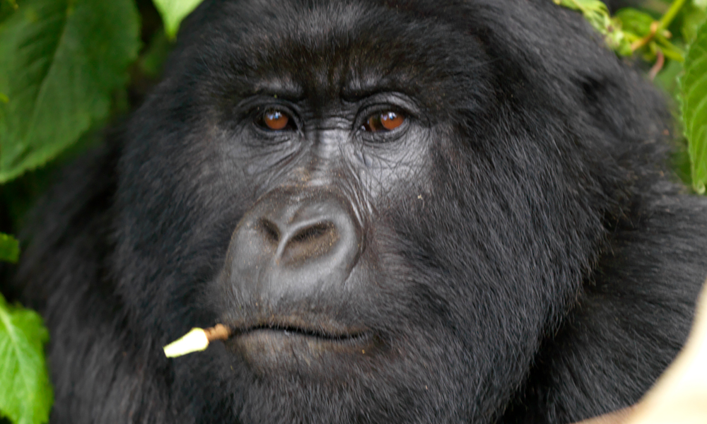 Mountain Gorilla Conservation