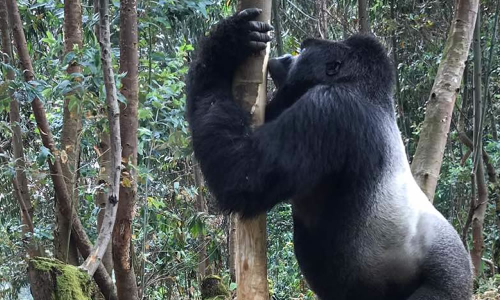 silverback gorilla in Rwanda