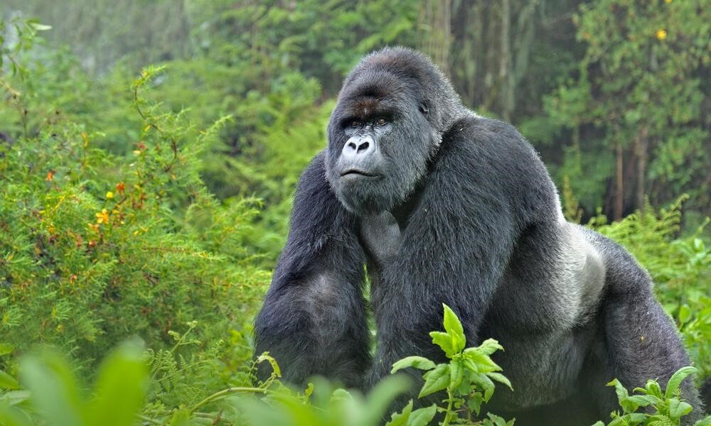 Rwanda Discounted gorilla trekking in the Volcanoes National park