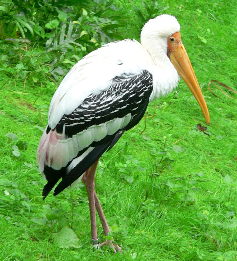 Bird watching in Rwanda