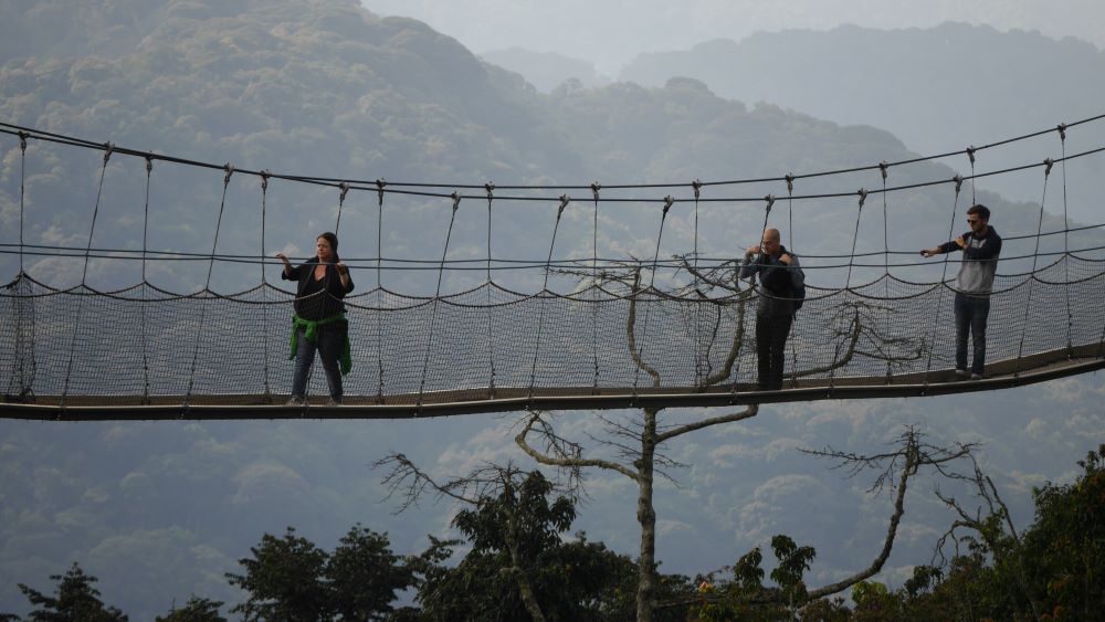 The canopy walk in Nyungwe