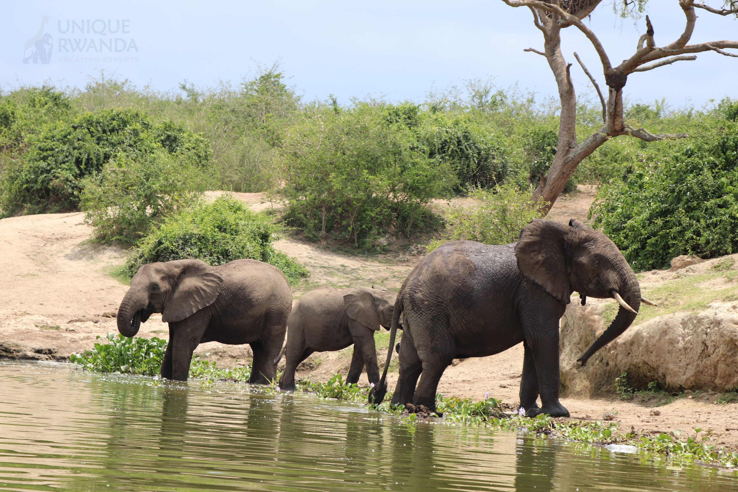 Eelephant in Kazinga Channel 