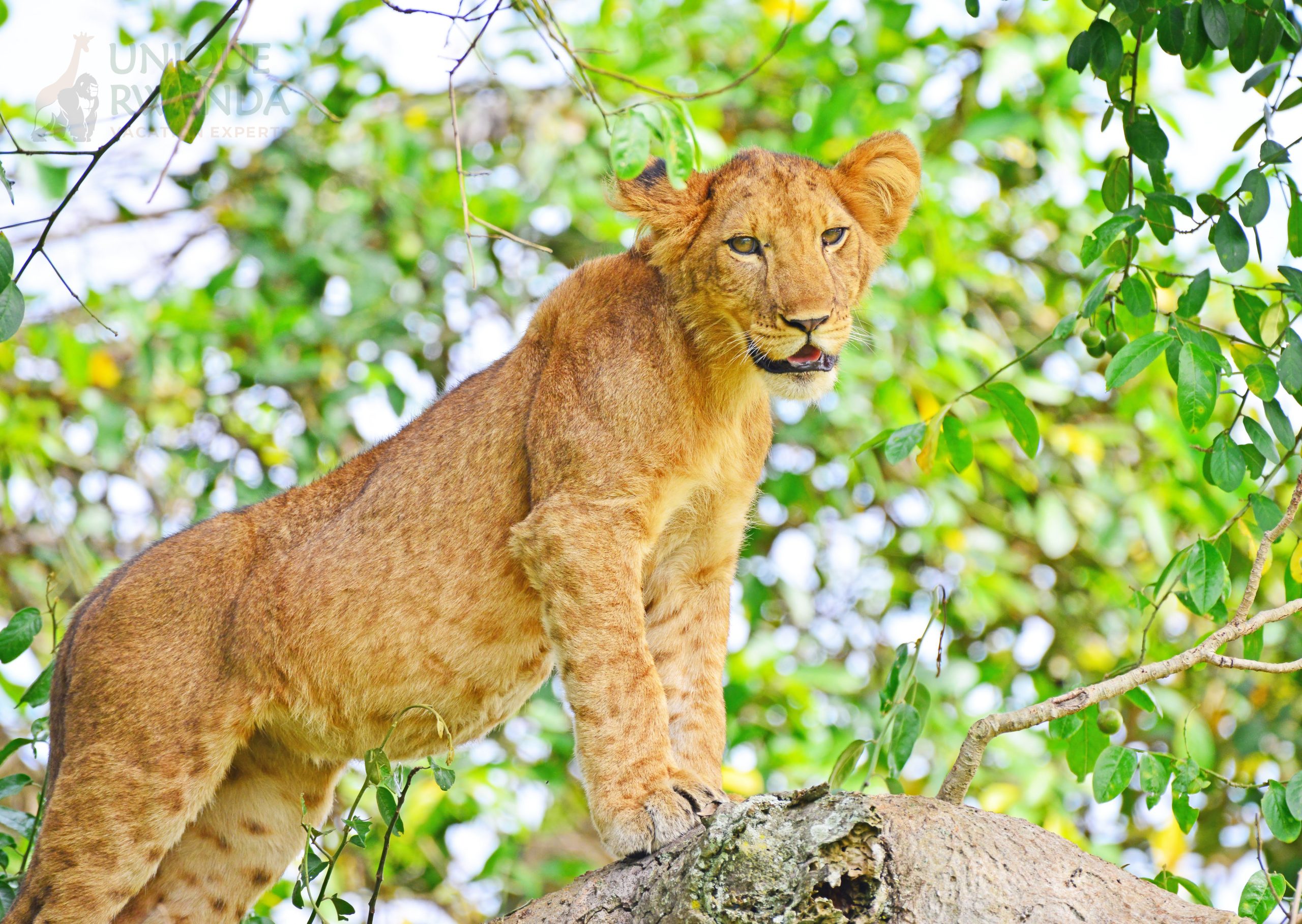 Lion in Akagera NP